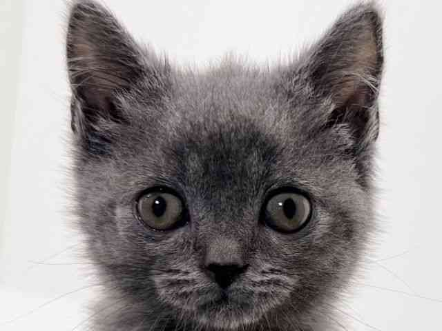 京都府のブリティッシュショートヘアー (ひごペットフレンドリーイズミヤショッピングセンター八幡店/2026年2月2日生まれ/男の子/ブルー)の子猫