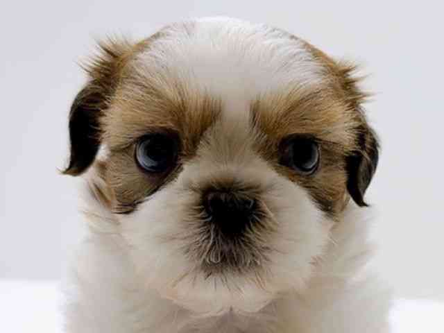 広島県のシーズー (ひごペットフレンドリーフジグラン神辺店/2026年2月7日生まれ/男の子/ホワイトゴールド)の子犬の1枚目の画像