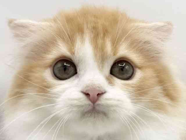 大阪府のスコティッシュフォールド (ひごペットフレンドリーららぽーとEXPOCITY店/2026年2月5日生まれ/女の子/レッドタビーホワイト)の子猫の1枚目の画像