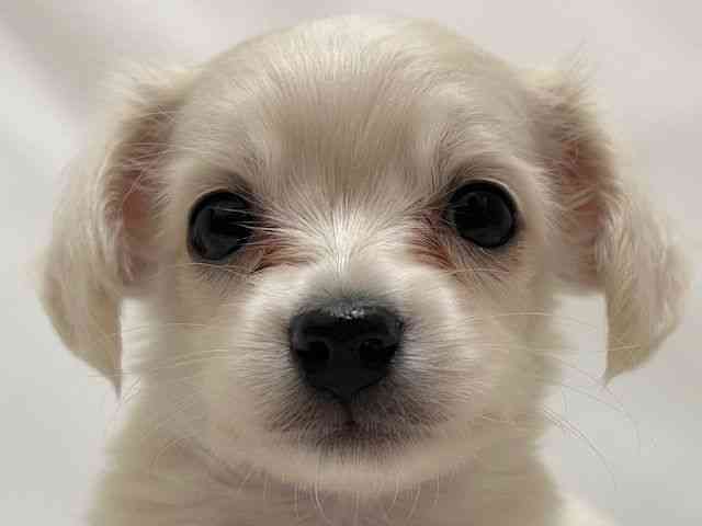 和歌山県のポメックス(ポメラニアン×ダックス) (ひごペットフレンドリーパームシティ和歌山店/2026年2月7日生まれ/男の子/クリーム)の子犬の1枚目の画像