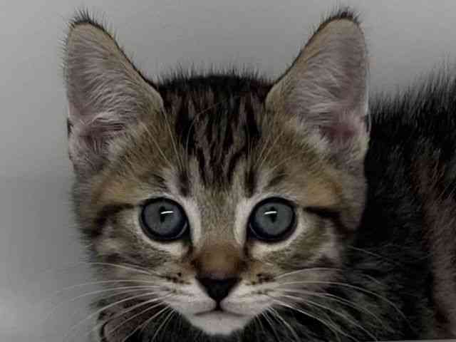 徳島県のミヌエット (ひごペットフレンドリーゆめタウン徳島店/2026年2月7日生まれ/女の子/ブラウンパッチドマッカレルタビー)の子猫の1枚目の画像