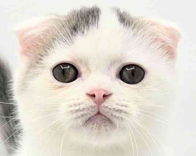 兵庫県のフォールデックス (ひごペットフレンドリークラウンパーク伊丹店/2026年1月17日生まれ/男の子/ブルーホワイト)の子猫の1枚目の画像