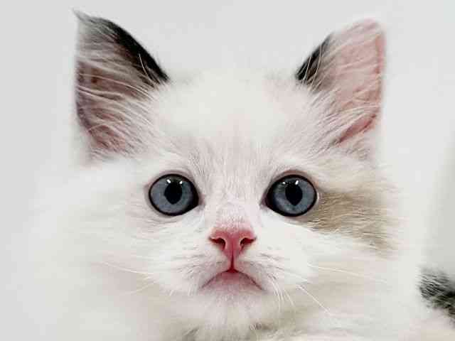 奈良県のラグドール (ひごペットフレンドリーイオンモール橿原ウエスト・ビレッジ店/2026年2月5日生まれ/男の子/シールポイントバイカラー)の子猫の1枚目の画像