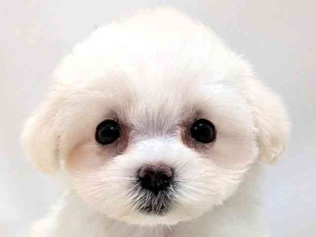 広島県のマルチーズ (ひごペットフレンドリーゆめタウン廿日市店/2026年2月8日生まれ/女の子/ホワイト)の子犬の1枚目の画像