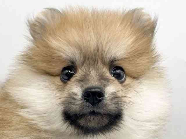 奈良県のポメラニアン (ひごペットフレンドリートナリエ大和高田店/2026年2月8日生まれ/男の子/オレンジ)の子犬の1枚目の画像