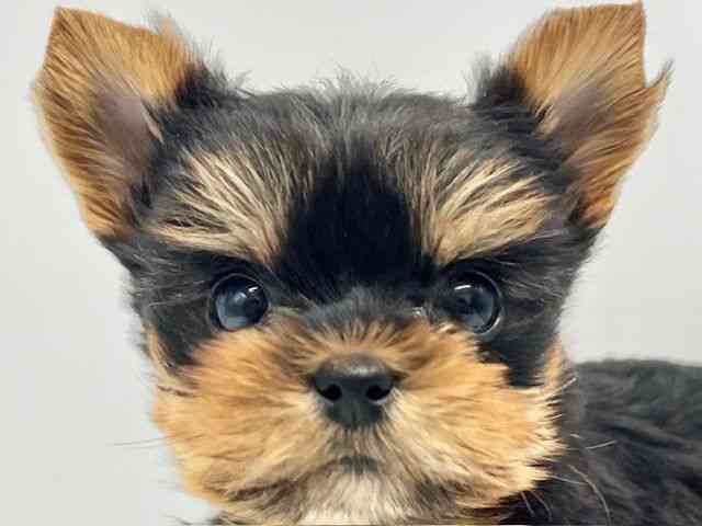 大阪府のヨークシャーテリア (ひごペットフレンドリーイオンタウン豊中庄内店/2026年2月6日生まれ/女の子/スチールブルータン)の子犬の1枚目の画像