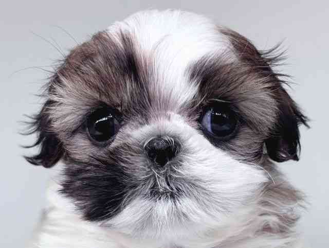 大阪府のシーズー (ひごペットフレンドリー瓜破店/2026年2月5日生まれ/女の子/ゴールドホワイト)の子犬の1枚目の画像