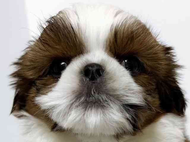 大阪府のシーズー (ひごペットフレンドリーアクロスプラザ住之江店/2026年2月5日生まれ/男の子/ゴールドホワイト)の子犬