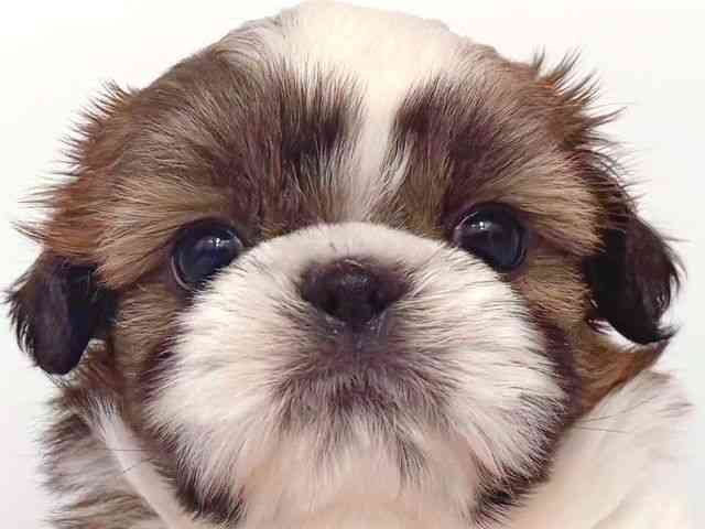 大阪府のシーズー (ひごペットフレンドリー岸和田店/2026年2月7日生まれ/男の子/ホワイトゴールド)の子犬の1枚目の画像