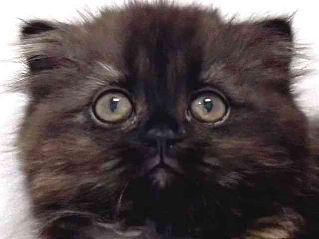 奈良県のスコティッシュフォールド (ひごペットフレンドリー奈良パワーシティ店/2026年2月6日生まれ/女の子/トーティー)の子猫の1枚目の画像