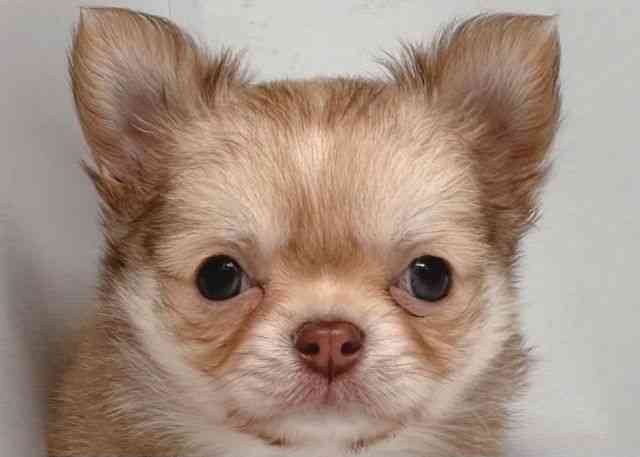 鳥取県のチワワ(ロング) (ひごペットフレンドリーイオンモール鳥取北店/2026年2月7日生まれ/男の子/チョコレートフォーン)の子犬の1枚目の画像