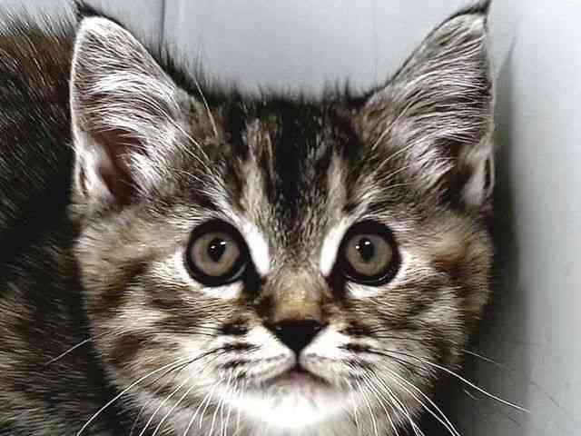 奈良県のミヌエット (ひごペットフレンドリー奈良パワーシティ店/2026年2月6日生まれ/女の子/ブラウンパッチドマッカレルタビーホワイト)の子猫の1枚目の画像