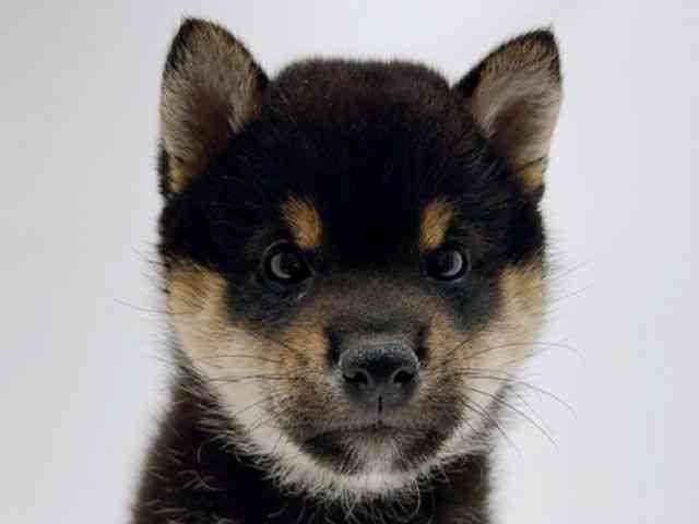 広島県の柴犬(標準サイズ) (ひごペットフレンドリーフジグラン神辺店/2026年2月8日生まれ/男の子/黒)の子犬の1枚目の画像