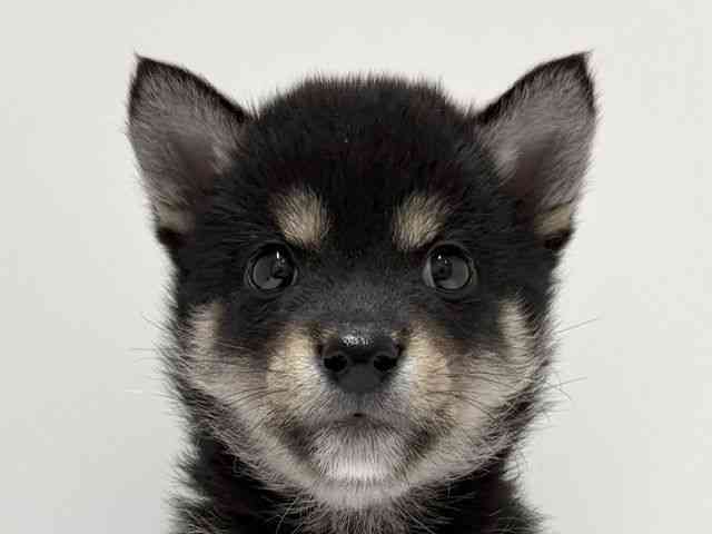 愛知県の柴犬(標準サイズ) (ひごペットフレンドリーららぽーと名古屋みなとアクルス店/2026年2月6日生まれ/男の子/黒)の子犬