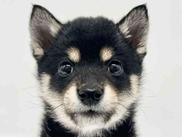 大阪府の柴犬(標準サイズ) (ひごペットフレンドリーイオンタウン豊中庄内店/2026年2月6日生まれ/男の子/黒)の子犬の1枚目の画像