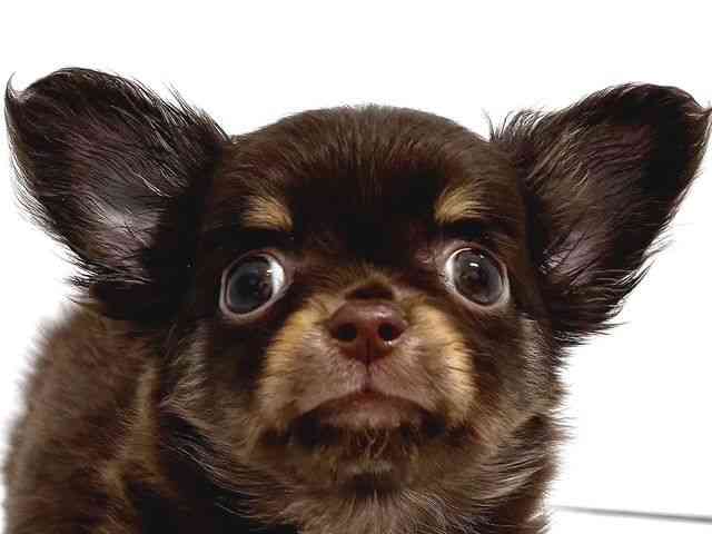 奈良県のチワワ(ロング) (ひごペットフレンドリー奈良パワーシティ店/2026年2月6日生まれ/女の子/チョコレートクリーム)の子犬