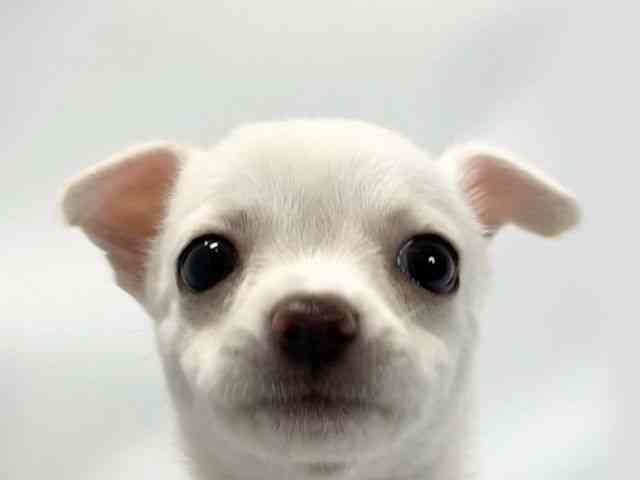 愛媛県のチワワ(スムース) (ひごペットフレンドリーイオンモール今治新都市店/2026年2月7日生まれ/女の子/ホワイト)の子犬の1枚目の画像