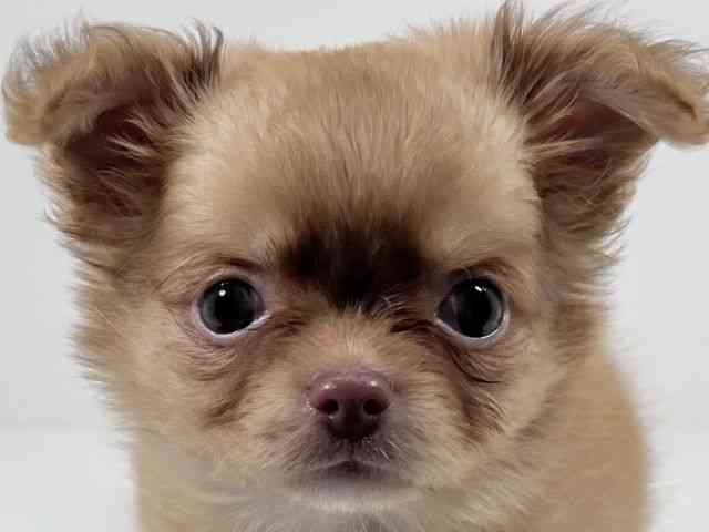 京都府のチワワ(ロング) (ひごペットフレンドリーイズミヤショッピングセンター八幡店/2026年2月4日生まれ/女の子/レッド)の子犬