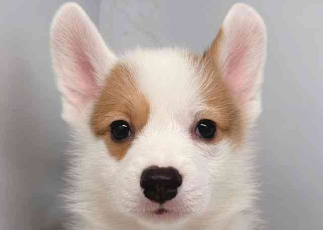 鳥取県のウェルシュコーギーペンブローク (ひごペットフレンドリーイオンモール鳥取北店/2026年2月7日生まれ/男の子/レッドホワイト)の子犬の1枚目の画像