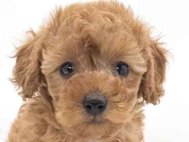 大阪府のトイプードル(トイ) (ひごペットフレンドリーイオンそよら海老江店/2026年2月7日生まれ/男の子/レッドフォーン)の子犬の1枚目の画像