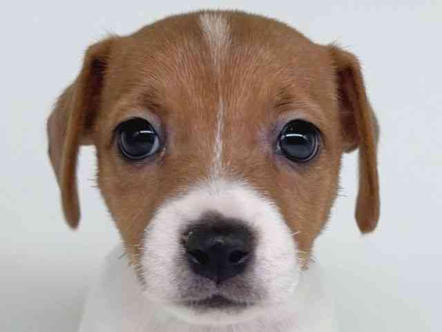 大阪府のジャックラッセルテリア (ひごペットフレンドリー瓜破店/2026年2月7日生まれ/女の子/ホワイトタン)の子犬の1枚目の画像