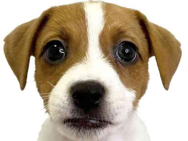 愛媛県のジャックラッセルテリア (ひごペットフレンドリーエミフルMASAKI店/2026年2月7日生まれ/男の子/ホワイトタン)の子犬の1枚目の画像