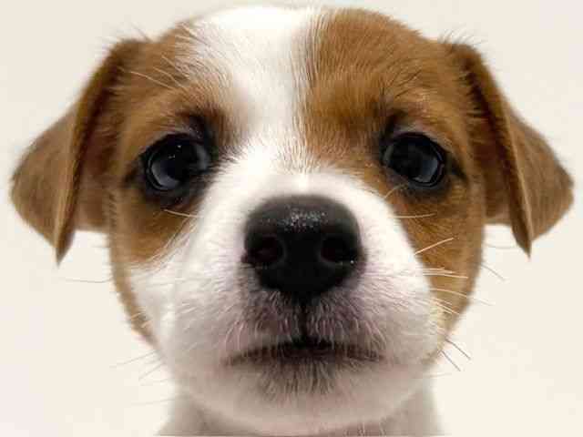 大阪府のジャックラッセルテリア (ひごペットフレンドリーイオン高槻店/2026年2月9日生まれ/男の子/ホワイトタン)の子犬の1枚目の画像