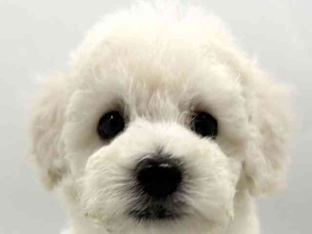 京都府のトイプードル(トイ) (ひごペットフレンドリー京都店/2026年2月7日生まれ/女の子/ホワイト)の子犬の1枚目の画像