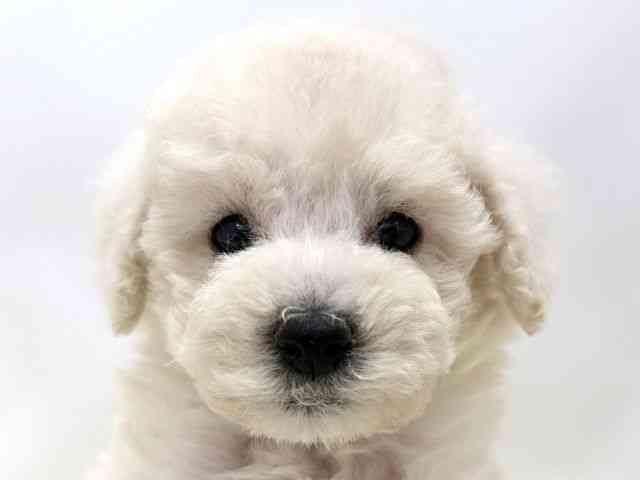 広島県のトイプードル(トイ) (ひごペットフレンドリーゆめタウン廿日市店/2026年2月7日生まれ/男の子/ホワイト)の子犬の1枚目の画像