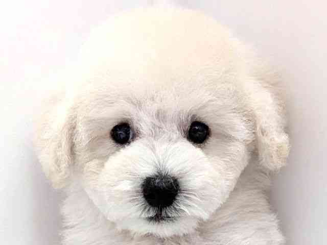 広島県のトイプードル(トイ) (ひごペットフレンドリーゆめタウン廿日市店/2026年2月7日生まれ/男の子/ホワイト)の子犬の1枚目の画像