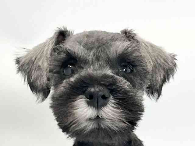 愛媛県のミニチュアシュナウザー (ひごペットフレンドリーイオンモール今治新都市店/2026年2月8日生まれ/女の子/ソルトペッパー)の子犬の1枚目の画像