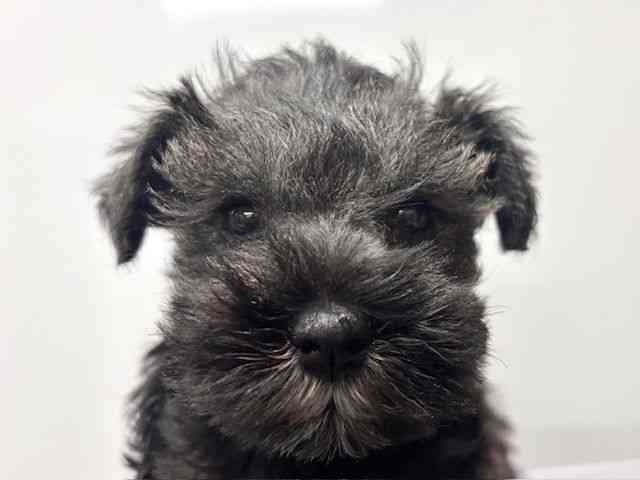 愛知県のミニチュアシュナウザー (ひごペットフレンドリーヴィアモール アピタ江南西店/2026年2月7日生まれ/女の子/ソルトペッパー)の子犬