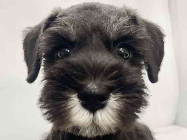 高知県のミニチュアシュナウザー (ひごペットフレンドリーイオンモール高知店/2026年2月7日生まれ/男の子/ブラックシルバー)の子犬の1枚目の画像