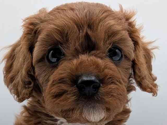 香川県のキャバプー(キャバリア×プードル) (ひごペットフレンドリーゆめタウン高松店/2026年2月9日生まれ/女の子/レッド)の子犬の1枚目の画像