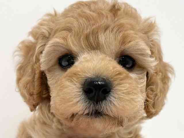 大阪府のトイプードル(トイ) (ひごペットフレンドリーイオン高槻店/2026年2月8日生まれ/女の子/オレンジフォーン)の子犬の1枚目の画像