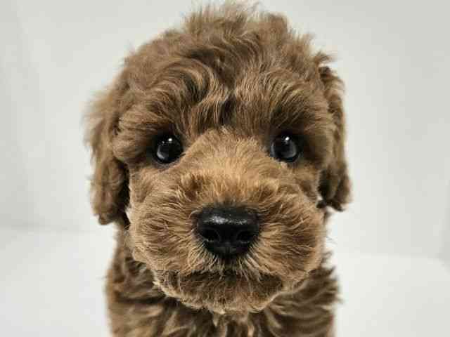 愛知県のトイプードル(トイ) (ひごペットフレンドリーイトーヨーカドー知多店/2026年2月8日生まれ/男の子/レッドフォーン)の子犬