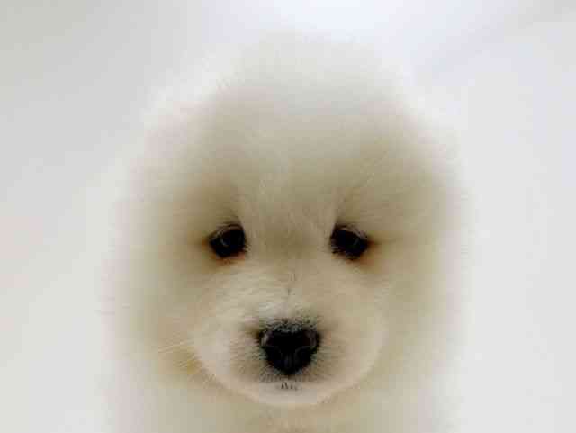 広島県のサモエド (ひごペットフレンドリーフジグラン神辺店/2026年2月8日生まれ/女の子/ホワイト)の子犬の1枚目の画像