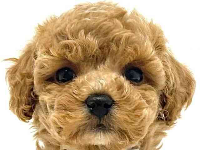 大阪府のトイプードル(トイ) (ひごペットフレンドリーイオン高槻店/2026年2月5日生まれ/女の子/アプリコット)の子犬の1枚目の画像