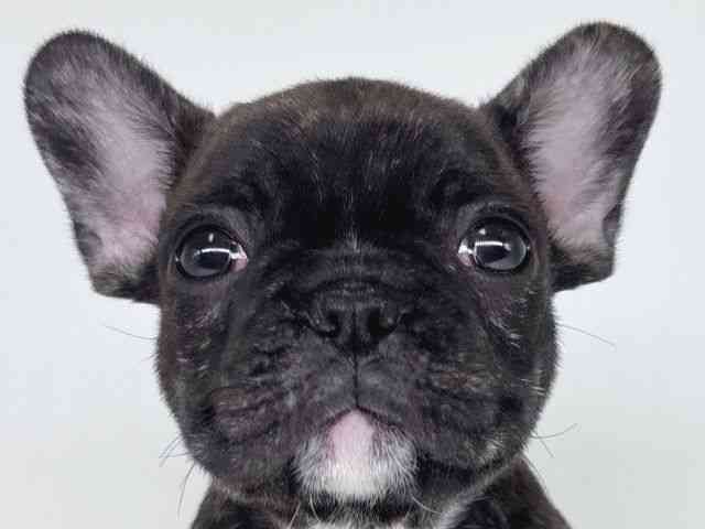 大阪府のフレンチブルドッグ (ひごペットフレンドリー瓜破店/2026年2月7日生まれ/男の子/ブリンドル)の子犬の1枚目の画像