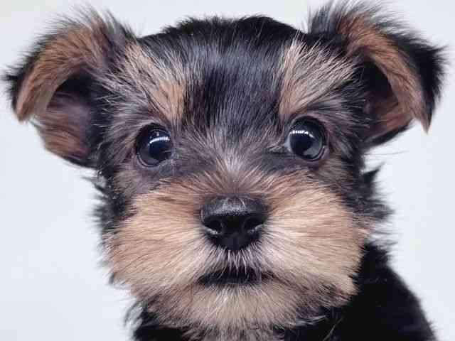 大阪府のヨークシャーテリア (ひごペットフレンドリー瓜破店/2026年2月2日生まれ/男の子/スチールブルータン)の子犬