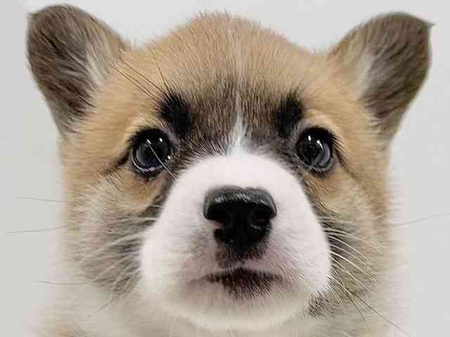 奈良県のウェルシュコーギーペンブローク (ひごペットフレンドリーイオンモール橿原ウエスト・ビレッジ店/2026年2月8日生まれ/男の子/レッドホワイト)の子犬の1枚目の画像