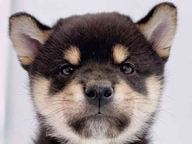 大阪府の柴犬(標準サイズ) (ひごペットフレンドリーイズミヤショッピングセンター千里丘店/2026年2月6日生まれ/男の子/黒)の子犬