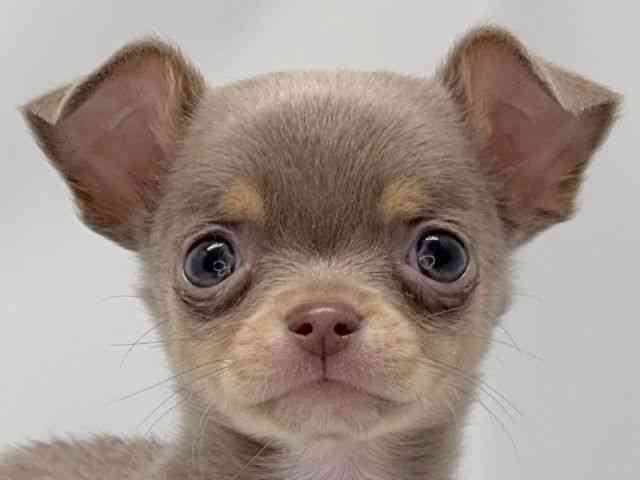 京都府のチワワ(スムース) (ひごペットフレンドリー洛北阪急スクエア店/2026年2月6日生まれ/男の子/イザベラタン)の子犬の1枚目の画像