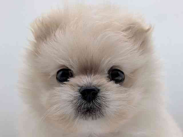 香川県のポメマル/マルポメ(ポメラニアン×マルチーズ) (ひごペットフレンドリーゆめタウン高松店/2026年2月9日生まれ/男の子/ホワイト)の子犬