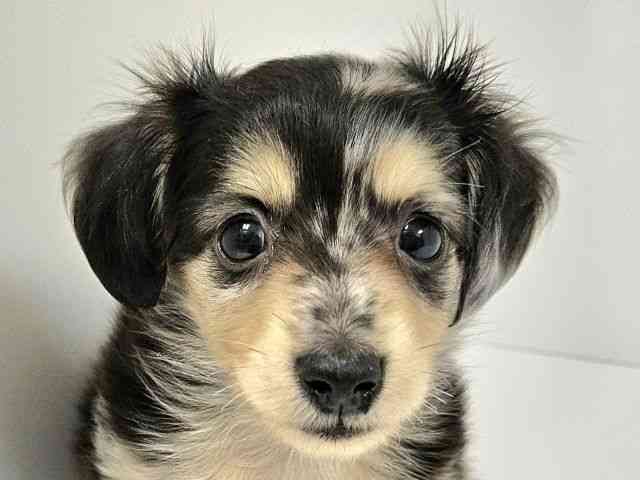 愛知県のミニチュアダックスフンド(ロング) (ひごペットフレンドリーイトーヨーカドー知多店/2026年2月8日生まれ/男の子/シルバーダップル)の子犬