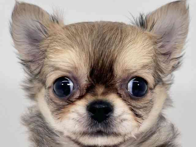 京都府のチワワ(ロング) (ひごペットフレンドリーイズミヤショッピングセンター八幡店/2026年2月5日生まれ/女の子/レッドホワイト)の子犬