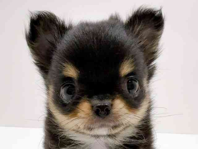 広島県のチワワ(ロング) (ひごペットフレンドリーフジグラン神辺店/2026年2月2日生まれ/女の子/ブラックタンホワイト)の子犬の1枚目の画像