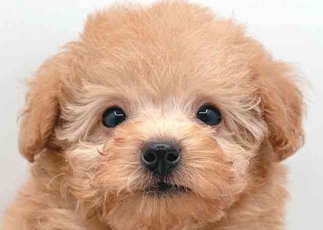 島根県のトイプードル(トイ) (ひごペットフレンドリーイオン松江ショッピングセンター店/2026年2月9日生まれ/男の子/オレンジフォーン)の子犬の1枚目の画像