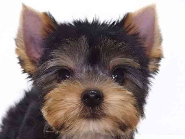 大阪府のヨークシャーテリア (ひごペットフレンドリーいこらもーる泉佐野店/2026年2月9日生まれ/男の子/スチールブルータン)の子犬の1枚目の画像