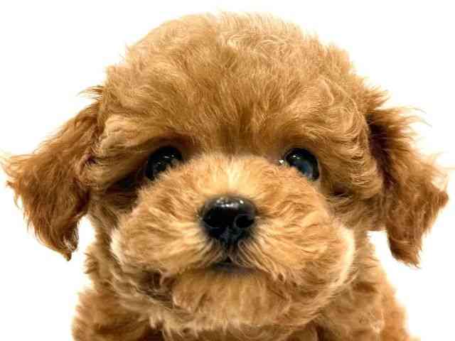 大阪府のトイプードル(トイ) (ひごペットフレンドリーイオン高槻店/2026年2月9日生まれ/男の子/レッド)の子犬の1枚目の画像